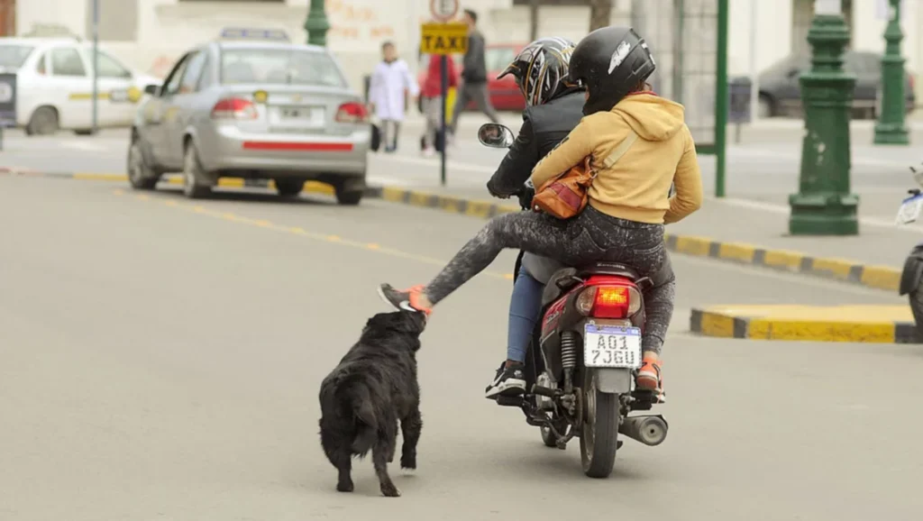 ataque de perros