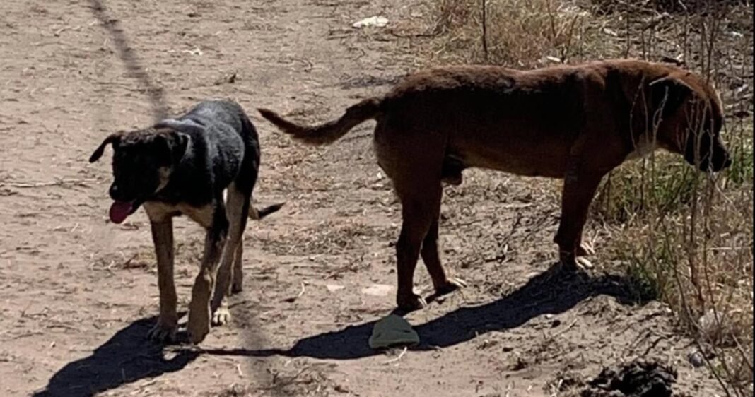perros